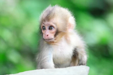 Cute Monkey Wallpapers Wallpapers Cave