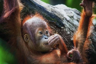 Orangutan Monkeys Cute Babies Wallpapers