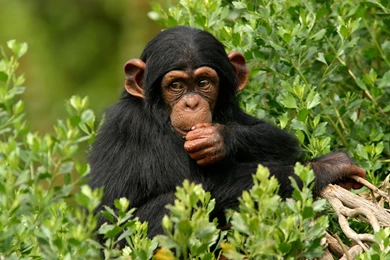 Cute Baby Monkeys   Wallpaper.