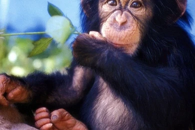 Cute Baby Monkeys Wallpaper.