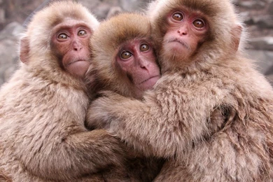 Cute Monkeys Hugging Wallpapers Animal Wallpapers