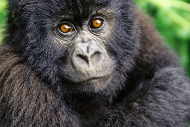 HD Wallpapers Groups (High Definition)