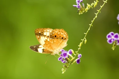 Android 18 And 17 (id: 105113) – BUZZERG