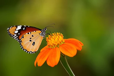 Cute butterfly wallpaper download.jpg