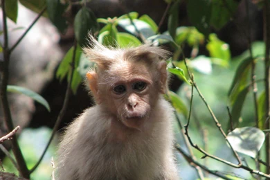 Primates: Spikey Monkey Nature Cute Primate Free Desktop Wallpapers ...