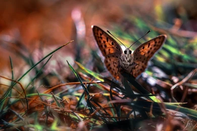 Butterfly Wallpapers