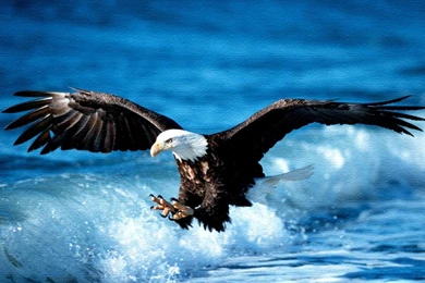 Eagle Android Amazing Wallpapers / Wallpapers Eagle 6503 High ...