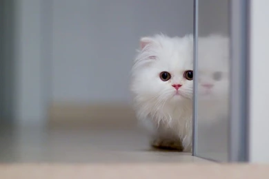 Sweet White Persian Kitten Photo Hd Wallpapers Wallpapers