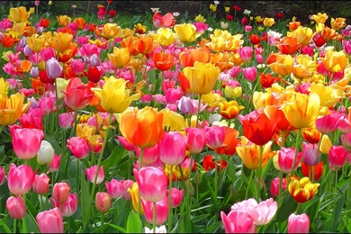 20 Tulip Flower Wallpapers Free Download For Desktop