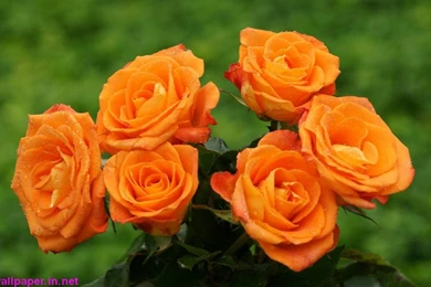 Beautiful Flowers Wallpapers Free Download