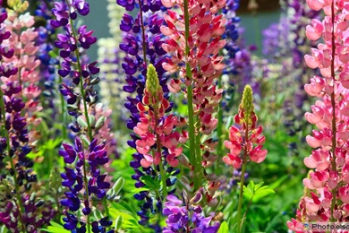 Beautiful Flowers Wallpaper Desktop Free Download.jpg