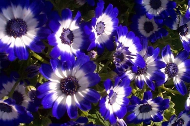 Flower Wallpapers Tumblr Hd Black And White Widescreen Download For ...