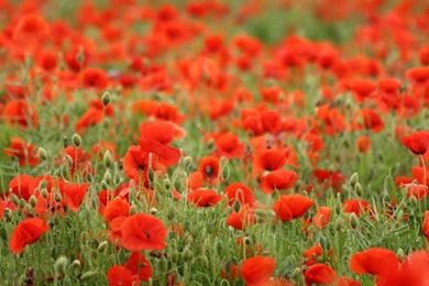 Free Download Flower Wallpapers, Beautiful Flower Wallpapers ...