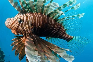 Desktop Wallpapers National Geographic