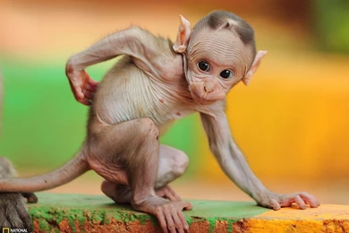 Baby Macaque India National Geographic Wallpapers   1600x1200 ...