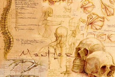 Skulls Sketches Skeletons Drawings