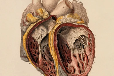 Anatomy Human Hearts