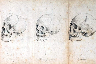 Wallpapers For Human Anatomy Wallpapers Desktop