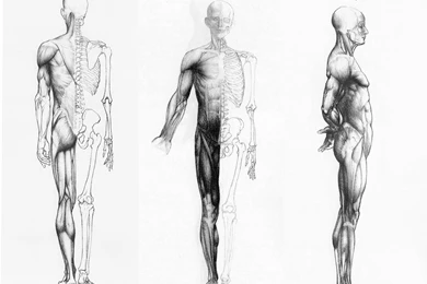 Human Anatomy In Three Ways Wallpapers HD
