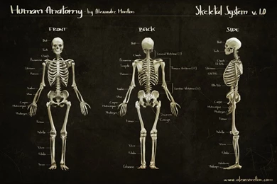 Human Anatomy Study_Skeletal System By Alexmorellon On DeviantArt