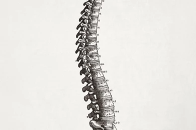 Download Anatomy Human Wallpapers 1425x1838