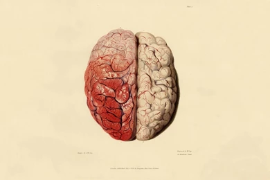 Anatomy Brain Human Body Art