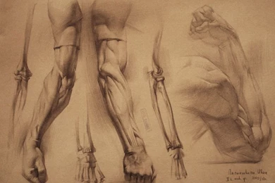 Human Anatomy By IvanLaliashvili On DeviantArt