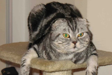 Download Wallpapers 1920x1080 Scratching Posts, Down, Fat, Cat Full ...