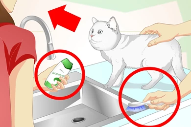 How To Inconspicuously Bathe A Cat Without Being Scratched