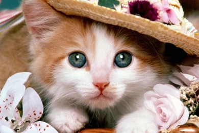 Cat Images Free Download