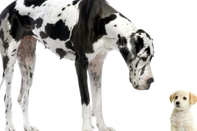 How To Stop Cat Scratching (id: 36606) – BUZZERG