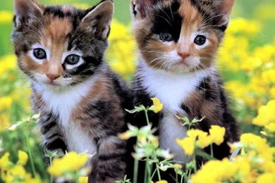 Cat Scratching (id: 100963) – BUZZERG