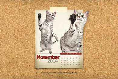 Desktop Cat Wallpapers Calendars