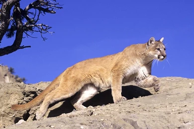 Mountain Lion HD Wallpapers