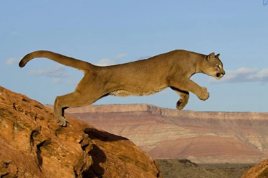 Mountain Lion wallpapers