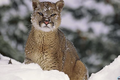 Download Wallpapers Mountain Lion (Puma), Montana (1440 X 900 ...