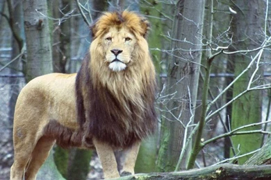 Lion Wallpapers HD Pictures