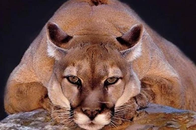 Mountain Lion   (