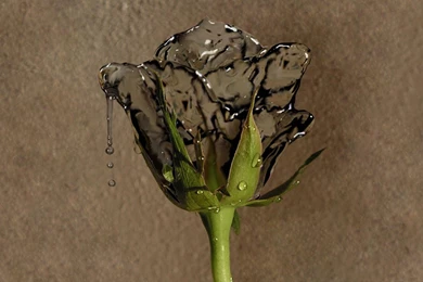 Flower Artistic Artwork HD Wallpapers Wallpapers   (