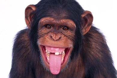 Funny Monkey Wallpapers