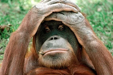 Monkey Funny Pictures 4   High Definition : Widescreen Wallpapers