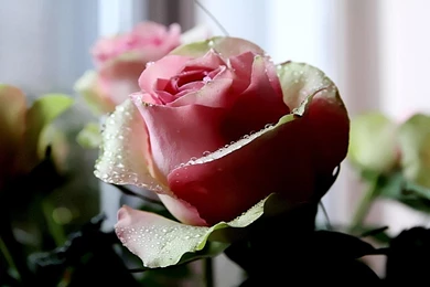 The Emotional >> HD Wallpaper, Get It Now!