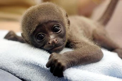 Spider Monkey Desktop Wallpaper, Spider Monkey Images, New Wallpapers