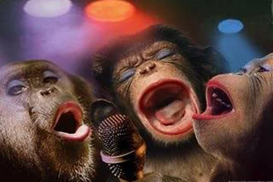 Funny Monkey Pictures For Kids 2   High Definition : Widescreen ...