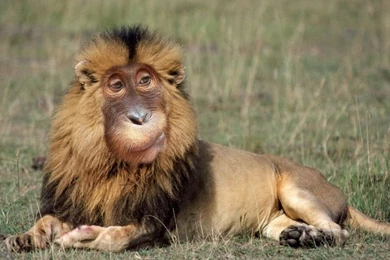 Primates: Funny Monkey Lion Animal Free Desktop Backgrounds For HD ...