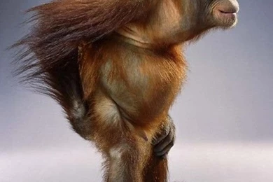Monkey Free Wallpaper: Funny Monkey Wallpapers