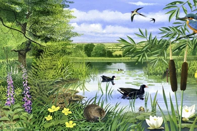 Pond Desktop Wallpaper, Pond Images Free