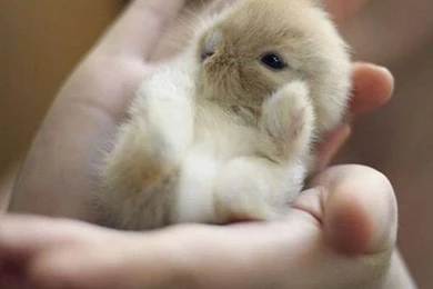 Sweetest Tiny Baby Bunny Download HD Wallpapers And Free Images