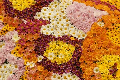 Flowers dsc02137_a3_ws.jpg