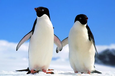 Penguin HD Wallpapers